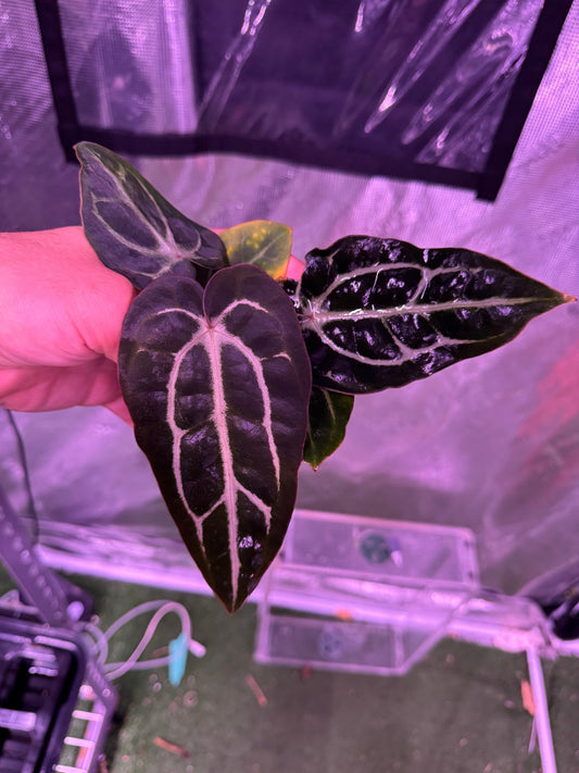 Carla round x gph001 F2 batch 1 exact plant - Granthuriums