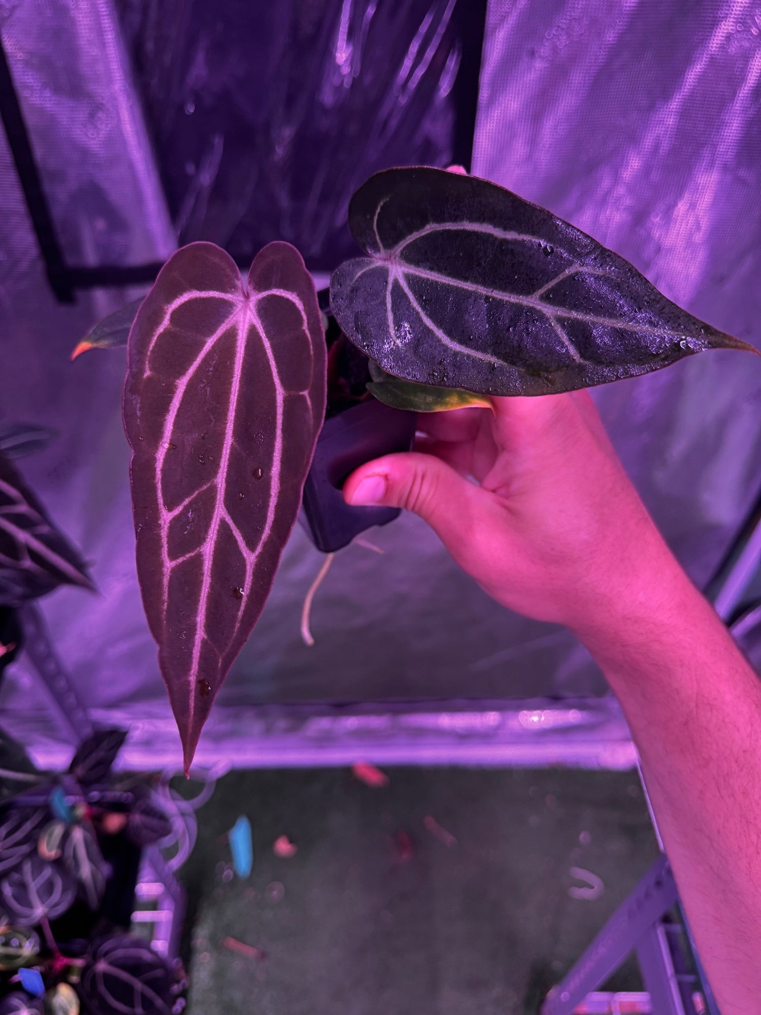 carla round x gph001 f2 batch 1 exact plants-Granthuriums