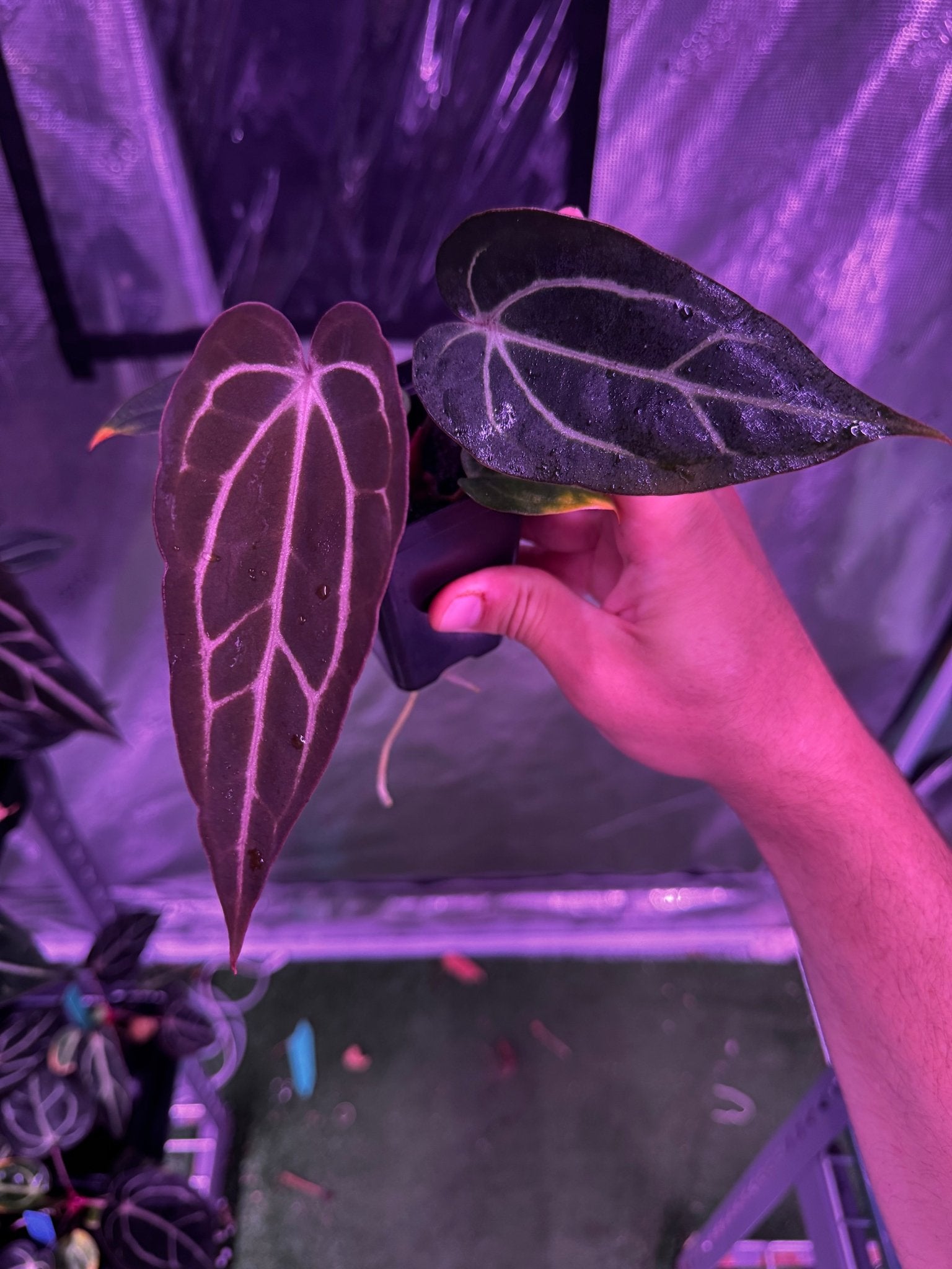 carla round x gph001 f2 batch 1 exact plants-Granthuriums