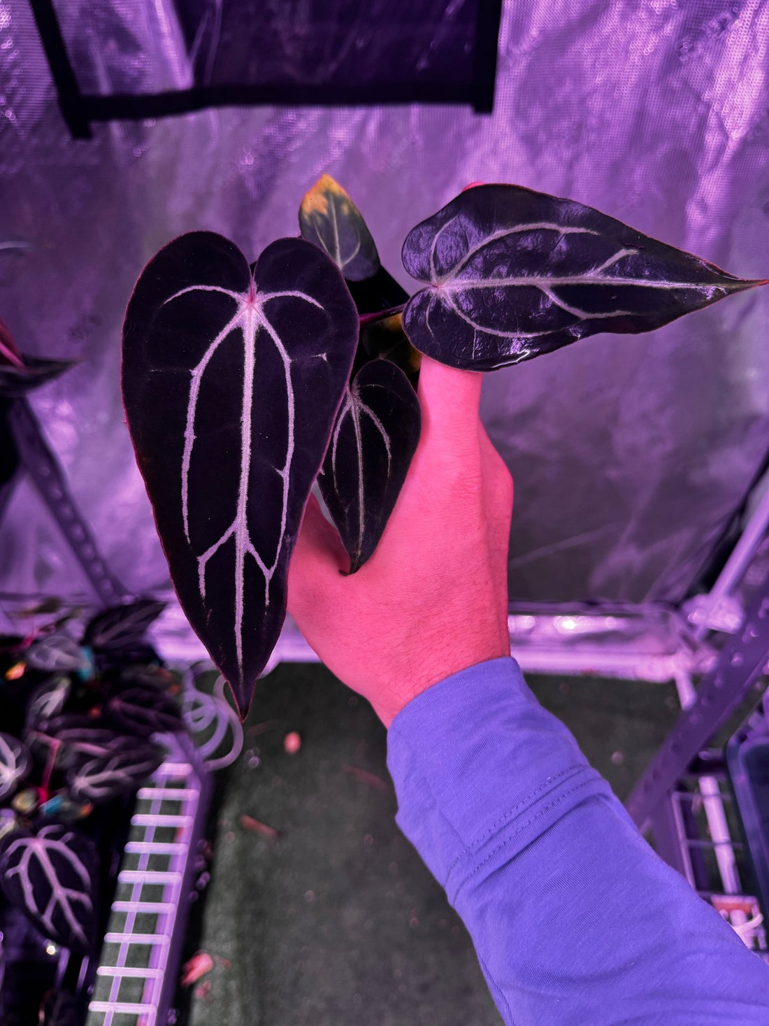 carla round x gph001 f2 batch 1 exact plants-Granthuriums