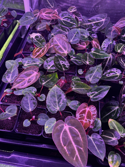 Carla round x GPH001 F2 batch 2-Granthuriums