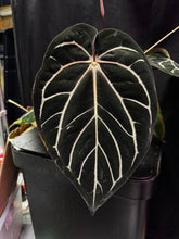 Carla round x GPH001 F2 batch 2-Granthuriums