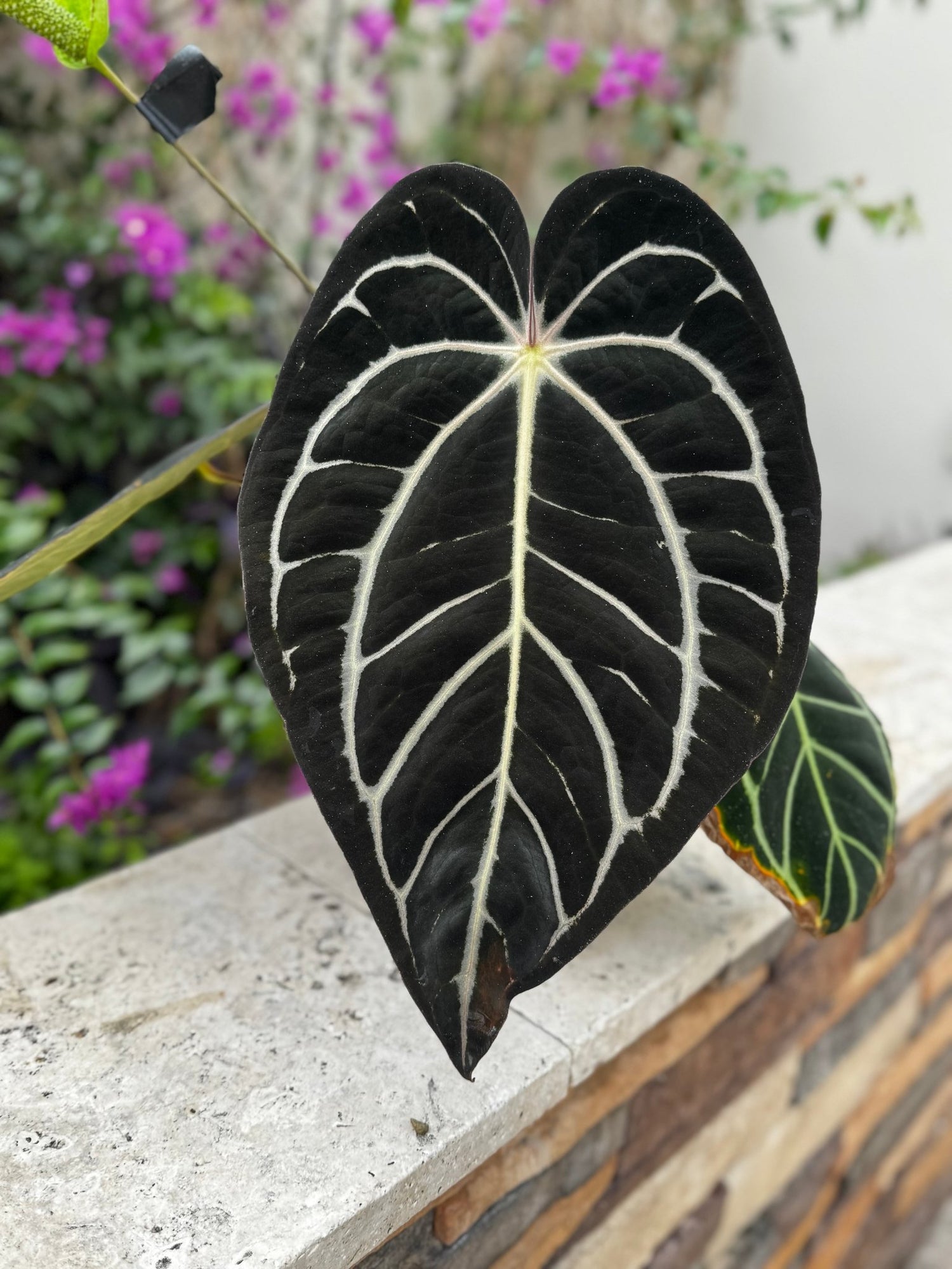 anthurium in randalls Tim Anderson Stripey x Carla Round x GPH001 Anthurium