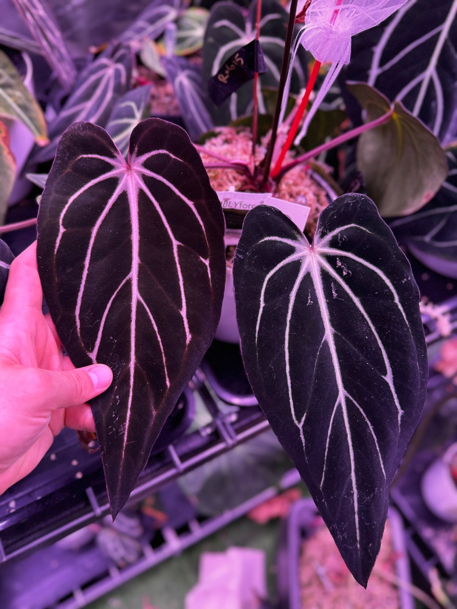 cirano anthurium Carla Round x GPH001 F2 Batch 3 Anthurium