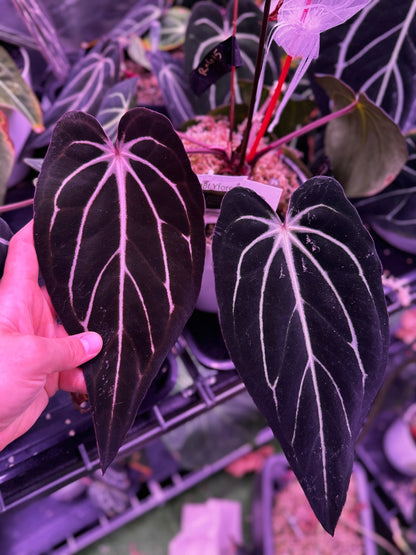 anthurium purple arcs Round x GPH001 Aberrant #1 x TA Stripey Anthurium