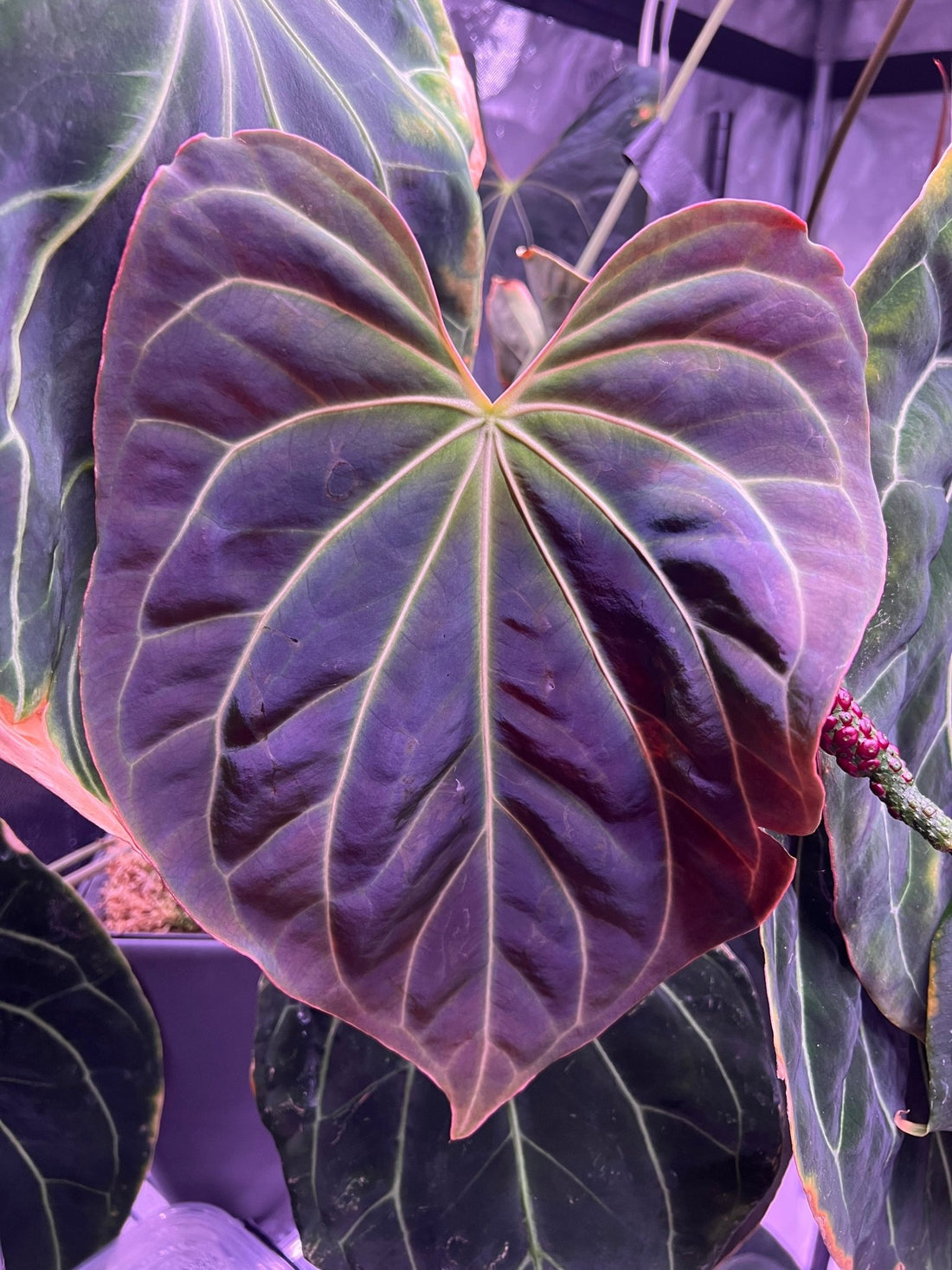 (Carla x port) x besseae aff spider-Granthuriums