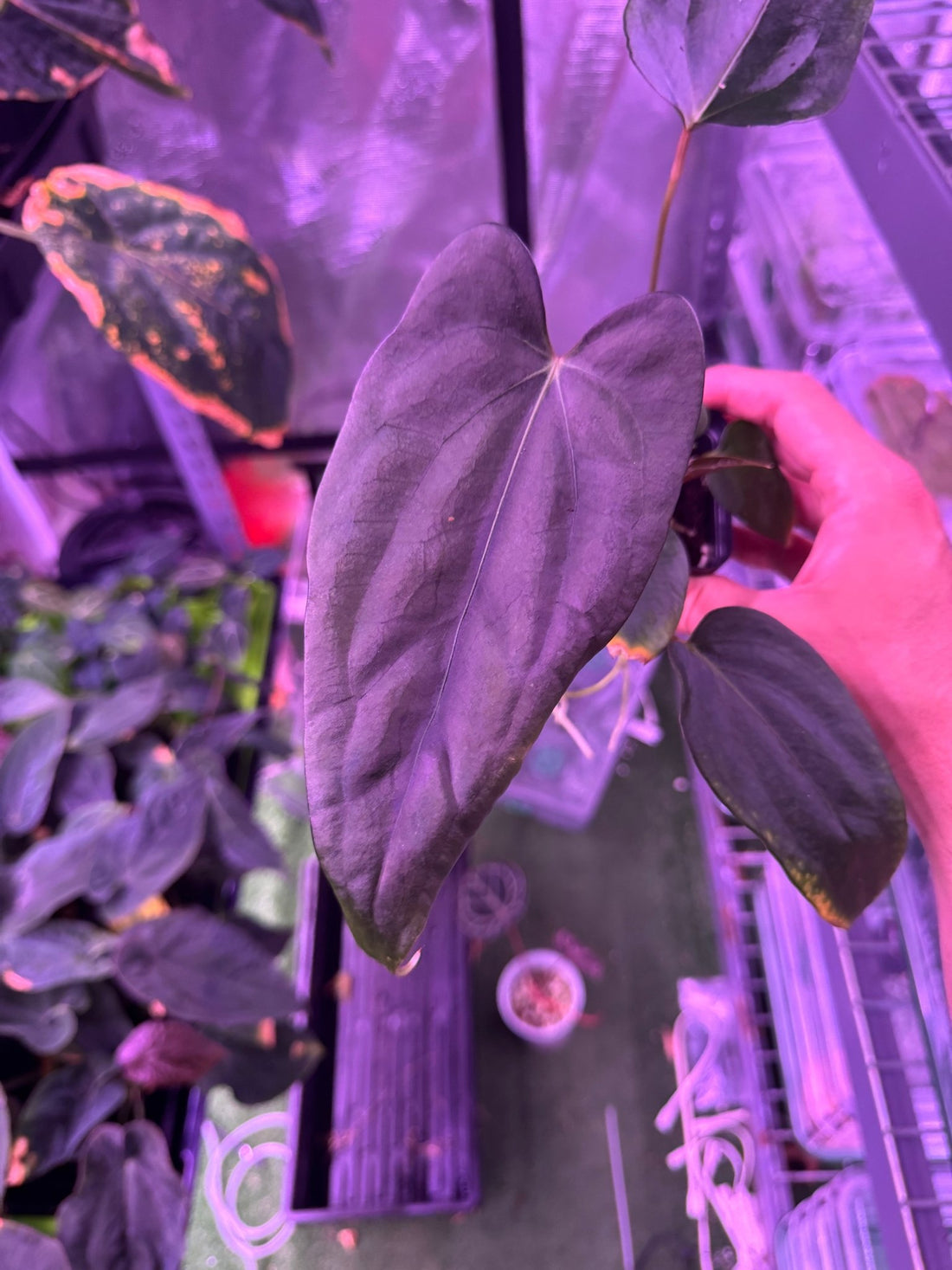 (Carla x port) x sp nov DF exact plant A-Granthuriums