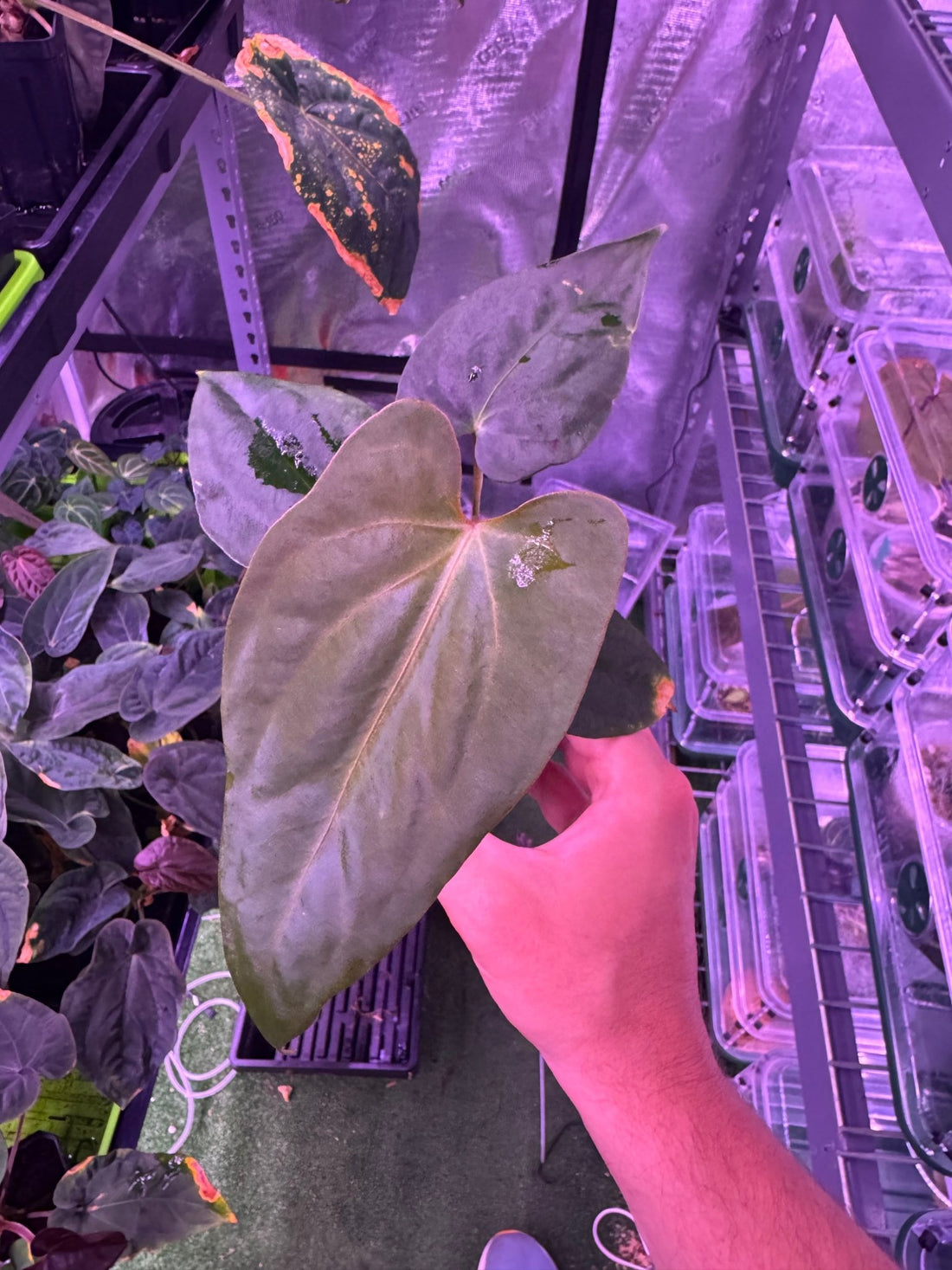 (Carla x port) x sp nov DF exact plant D-Granthuriums