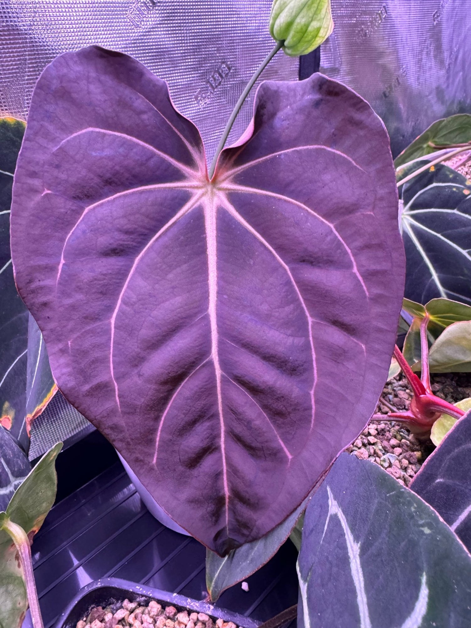 Carlablackiae GPH001 x carlablackiae Amanda-Granthuriums