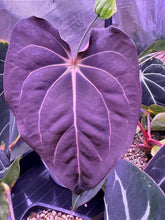 Carlablackiae GPH001 x carlablackiae Amanda-Granthuriums