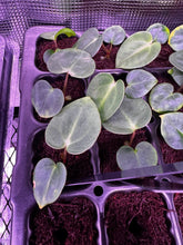 Carlablackiae GPH001 x carlablackiae Amanda-Granthuriums