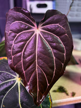 Carlablackiae GPH001 x carlablackiae Amanda-Granthuriums