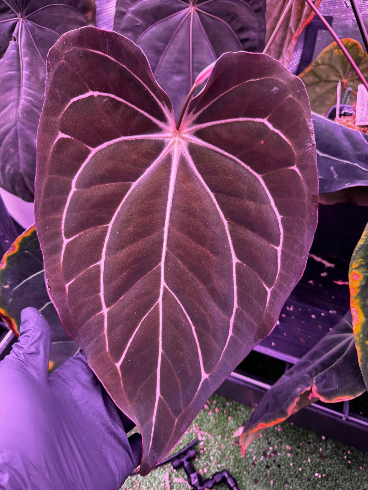 Carlablackiae GPH001 x carlablackiae Amanda-Granthuriums