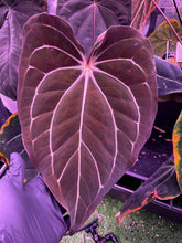 Carlablackiae GPH001 x carlablackiae Amanda-Granthuriums