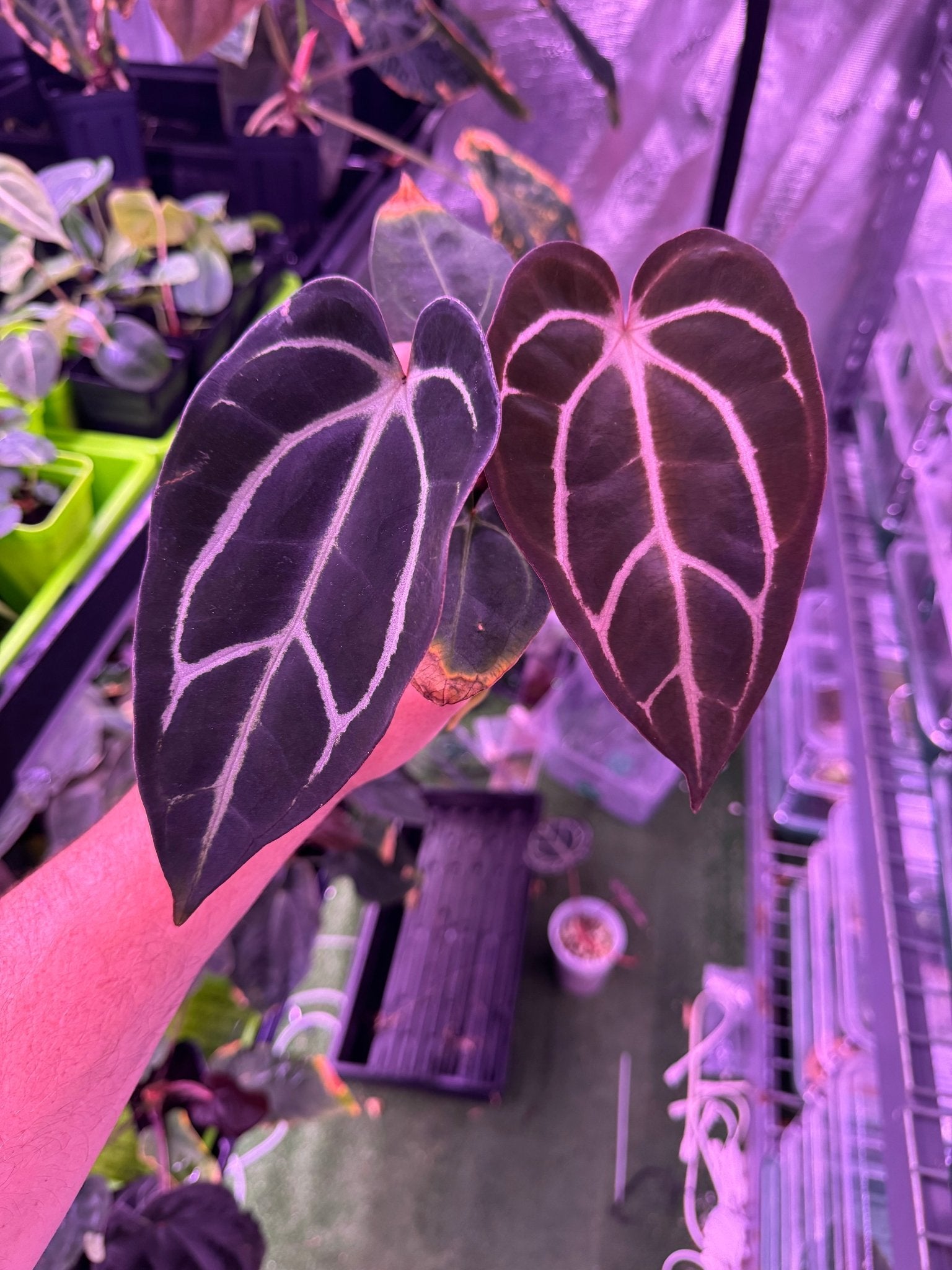 Carlablackiae round S1 B-Granthuriums