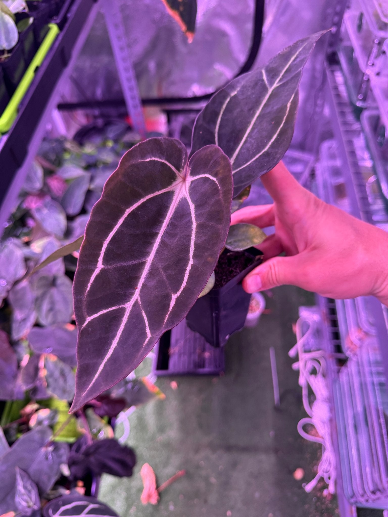 Carlablackiae round S1 C - Granthuriums