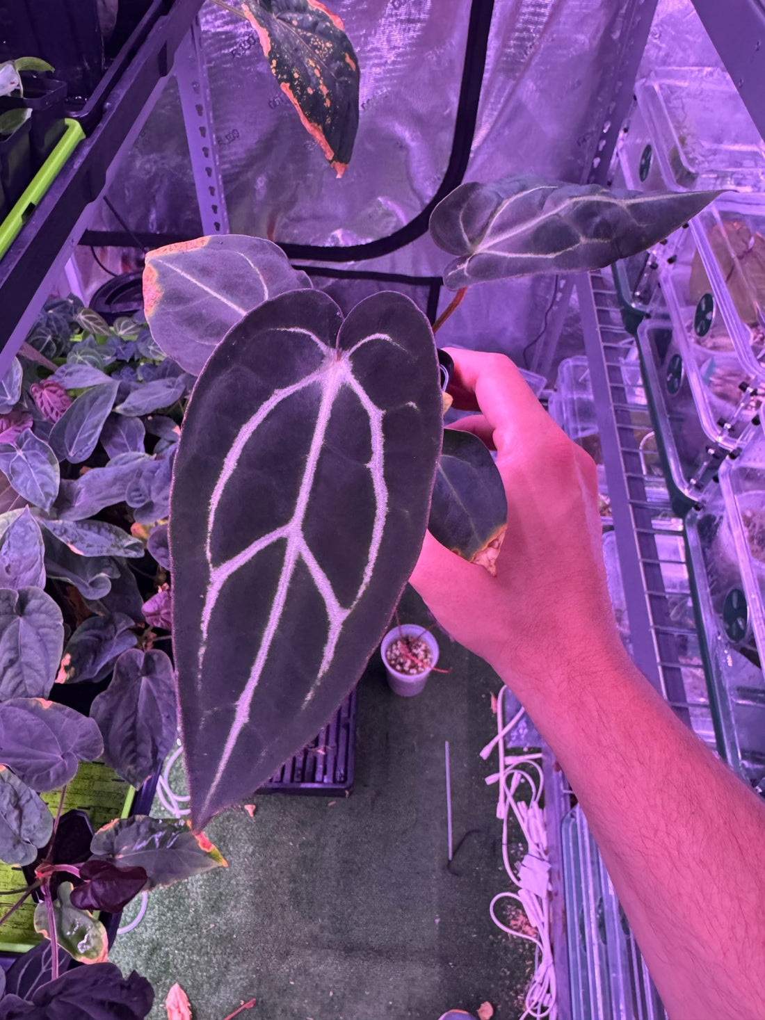 Carlablackiae round S1 D-Granthuriums