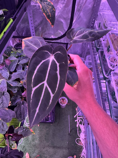Carlablackiae round S1 D-Granthuriums