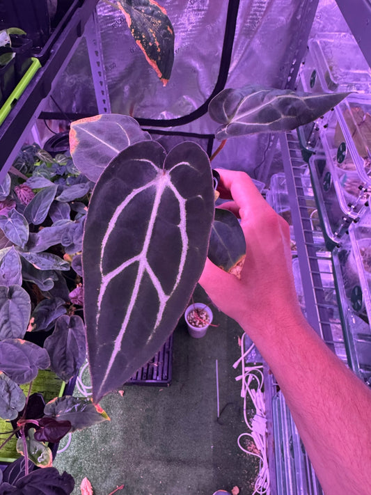 Carlablackiae round S1 D - Granthuriums