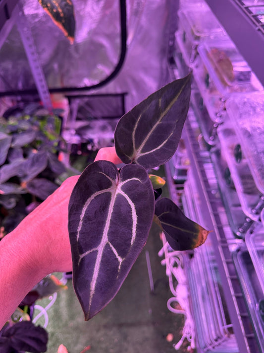 Carlablackiae round S1 E - Granthuriums