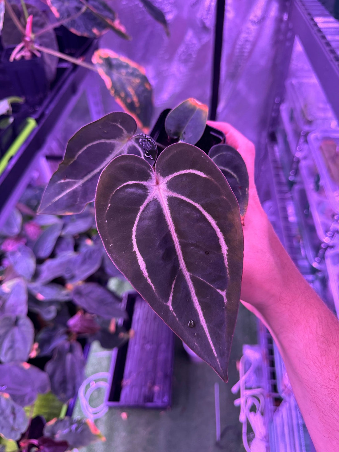 Carlablackiae round S1 F-Granthuriums