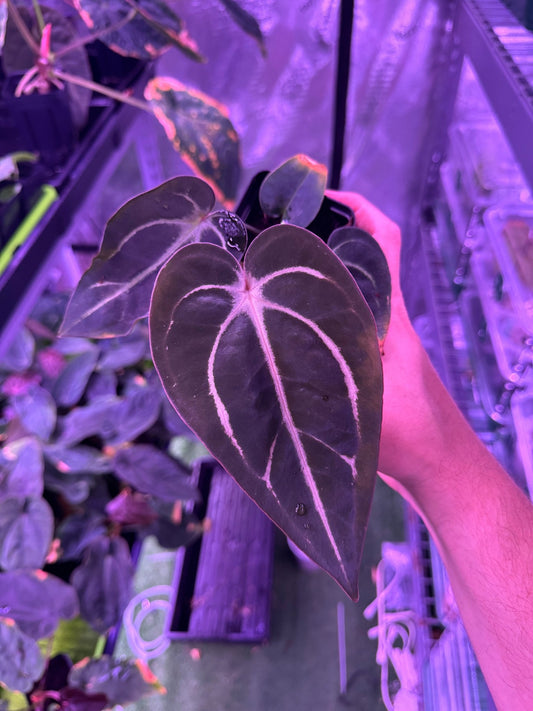 Carlablackiae round S1 F - Granthuriums