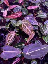 carlablackiae (round x GPH001 