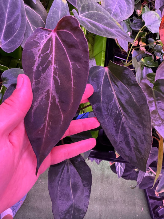 Carlablackiae Round x GPH001 2 x Dorito Port Anthurium — Exact Plant C (Blister Variegated) - Granthuriums