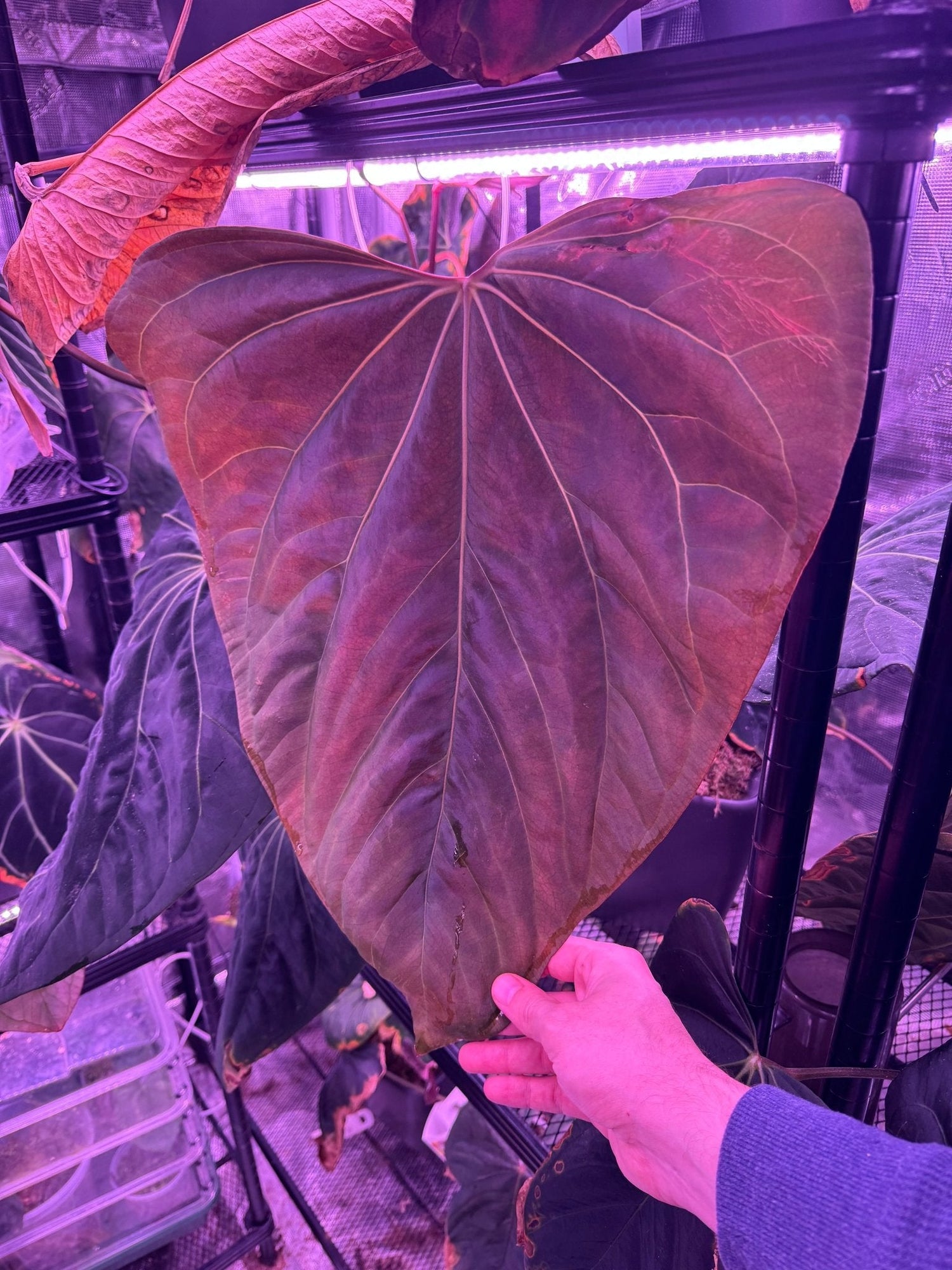 anthurium dorito Variegated Anthurium Night Dragon x Dorito Port—Exact seedling B