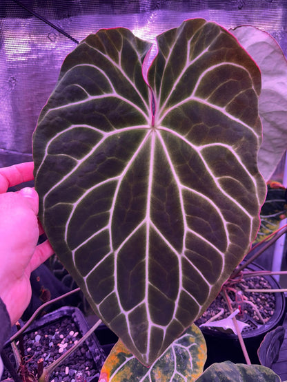 anthurium crystallinum growth rate Anthurium Aff Crystallinum x Chocolate Crystallinum--Small seedlings – Granthuriums