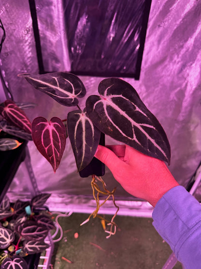 carlablackiae (round x gph001) x gph001 (backcross) exact plants-Granthuriums