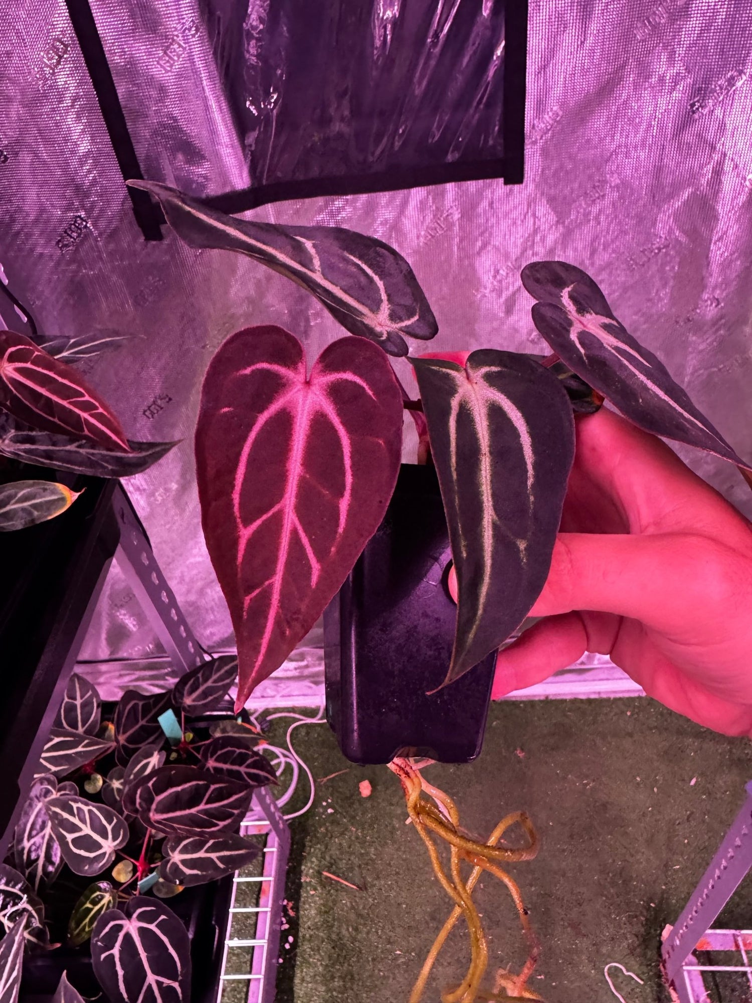 carlablackiae (round x gph001) x gph001 (backcross) exact plants-Granthuriums