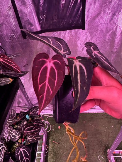 carlablackiae (round x gph001) x gph001 (backcross) exact plants-Granthuriums