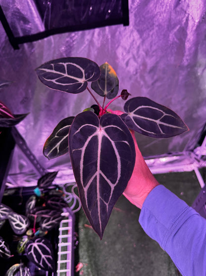 carlablackiae (round x gph001) x gph001 (backcross) exact plants-Granthuriums