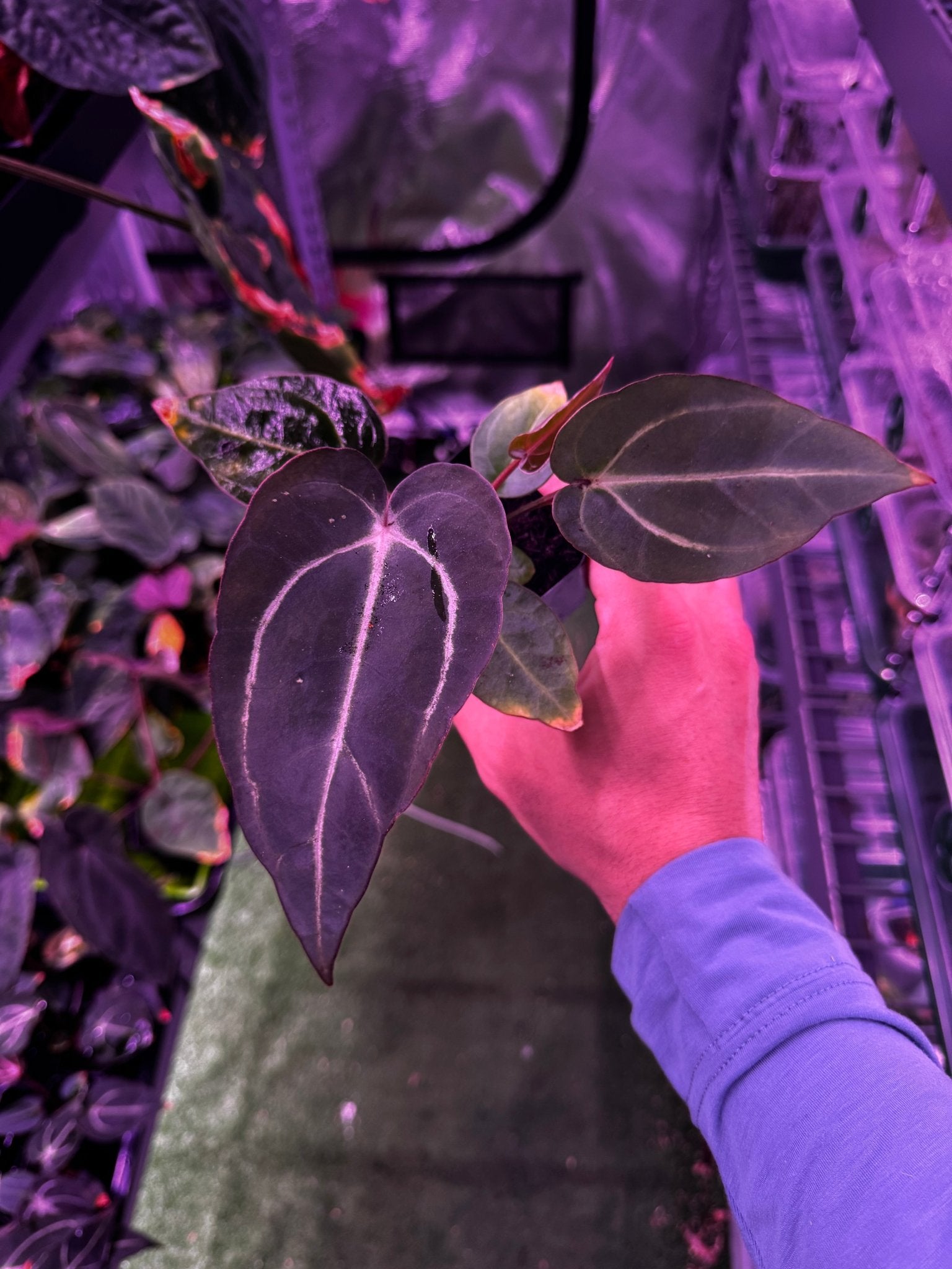 Carlablackiae round x self exact plants-Granthuriums