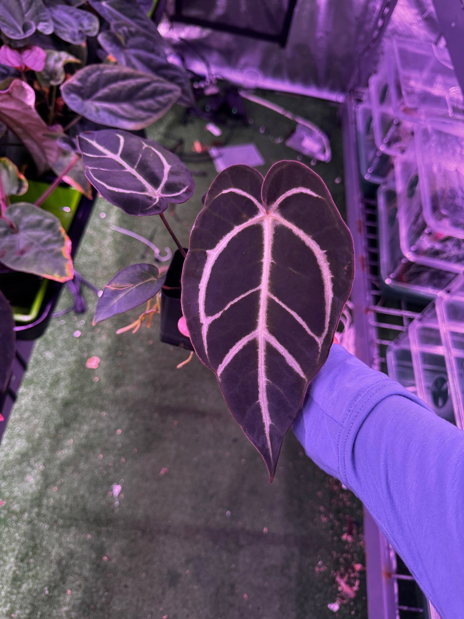 Carlablackiae round x self exact plants-Granthuriums