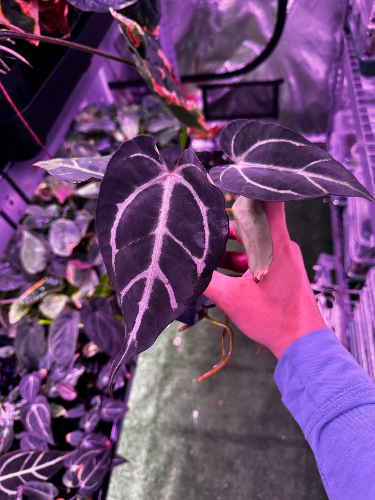 Carlablackiae round x self exact plants-Granthuriums