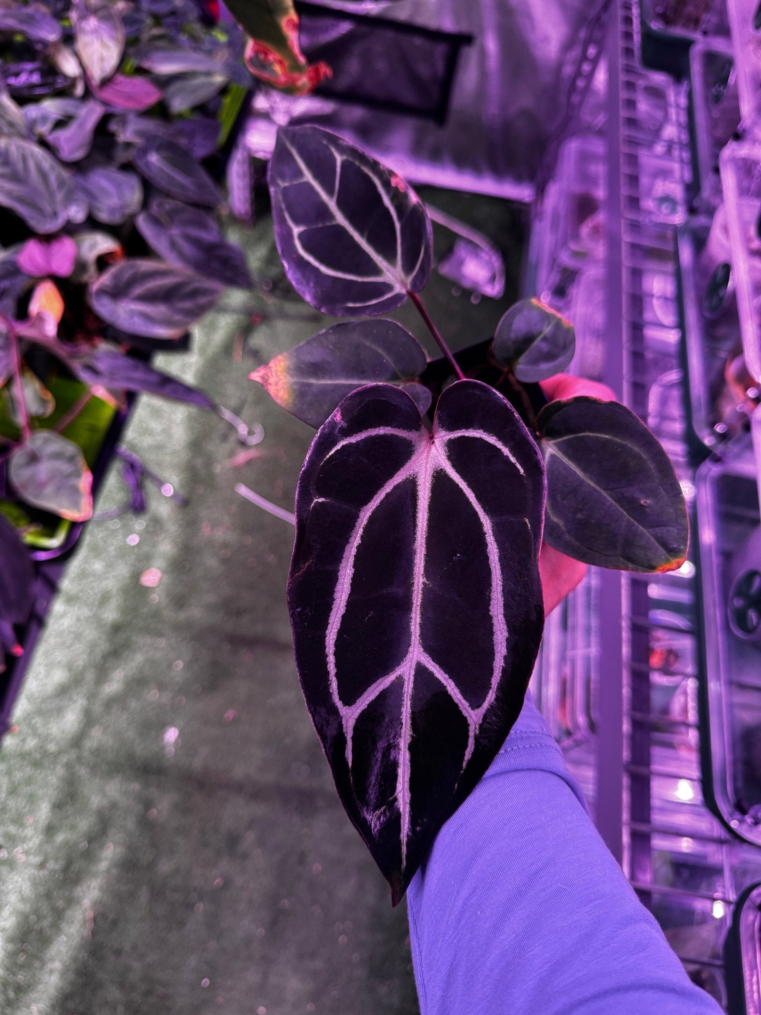 Carlablackiae round x self exact plants-Granthuriums