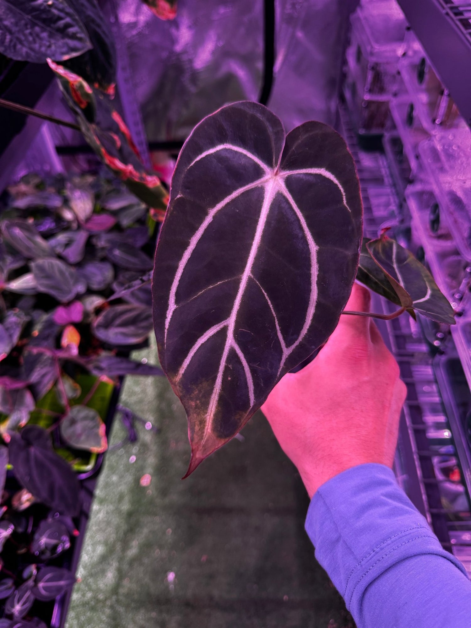 Carlablackiae round x self exact plants-Granthuriums