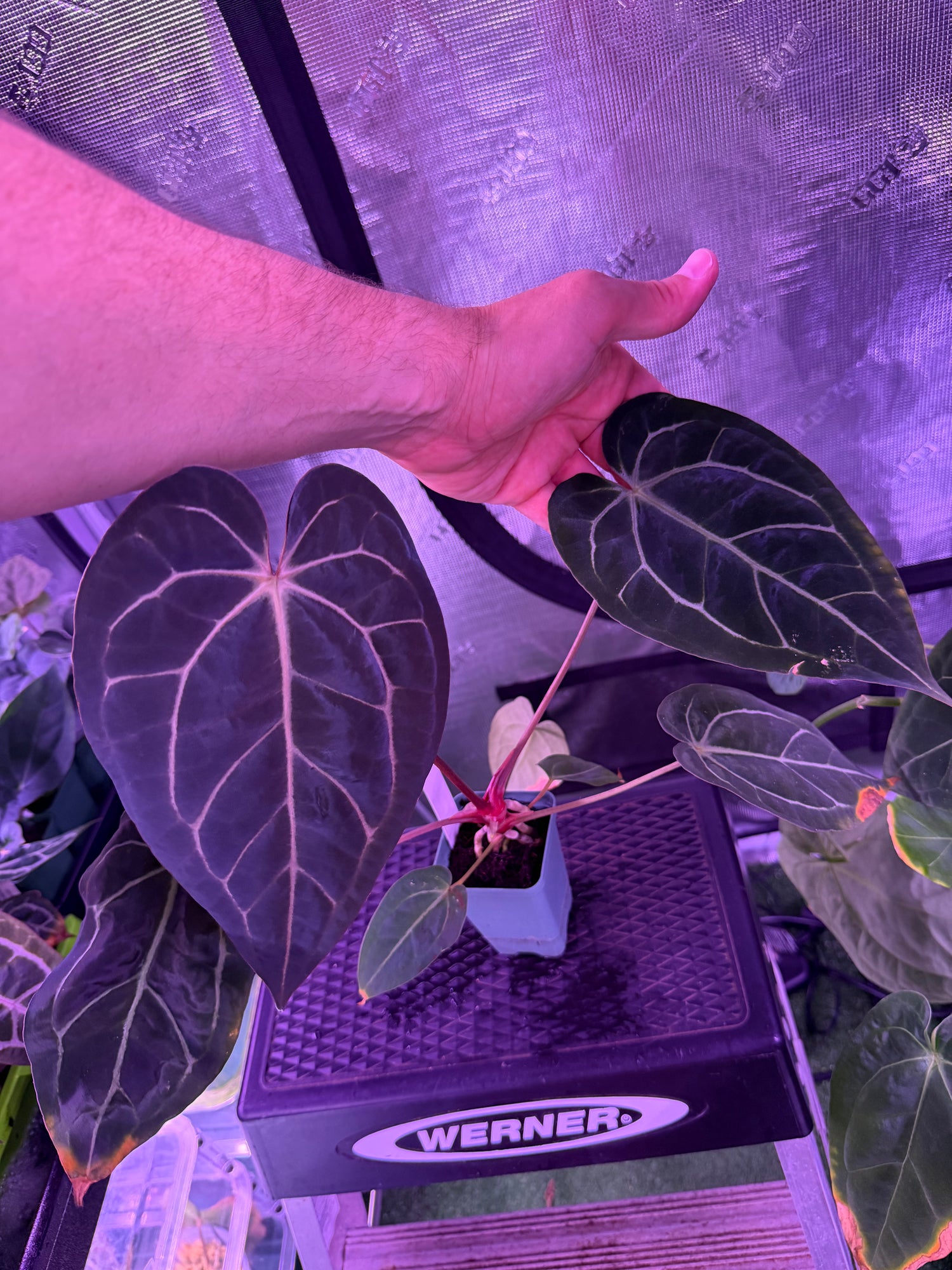 zoomed out image of the whole plant