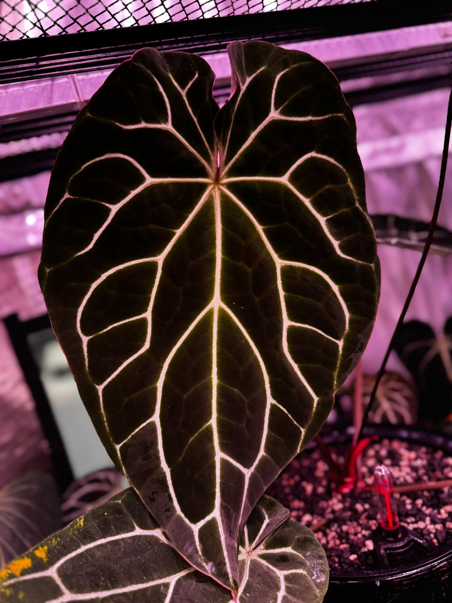 chocolate anthurium Crystallinum “Chocolate” x “Labyrinth”— 3-4 Leaf Seedlings