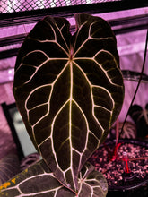 Crystallinum “Chocolate” x “Labyrinth” germinated seeds-Granthuriums