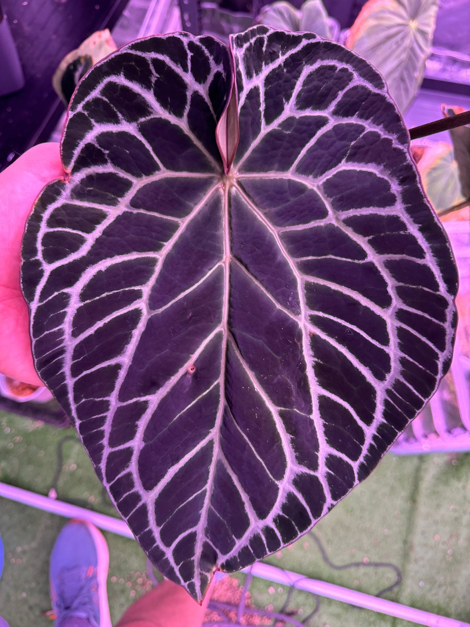 anthurium dave& 39 Heinz x Labyrinth Anthurium Seedlings