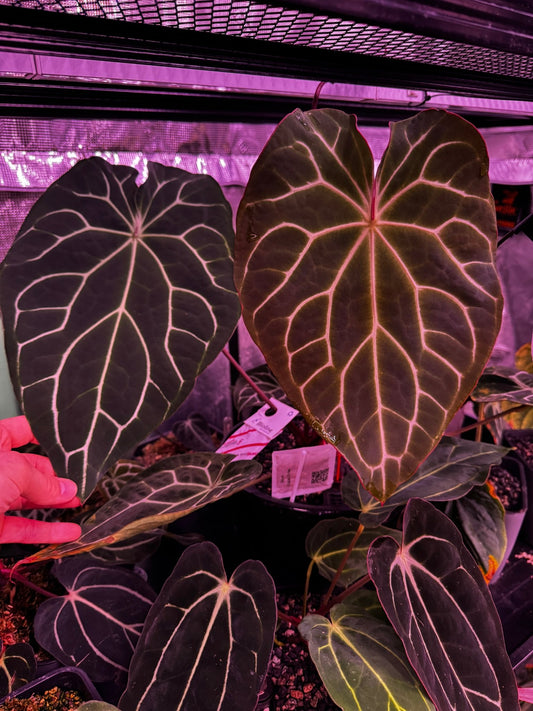 Crystallinum “Chocolate” x “Labyrinth” germinated seeds - Granthuriums
