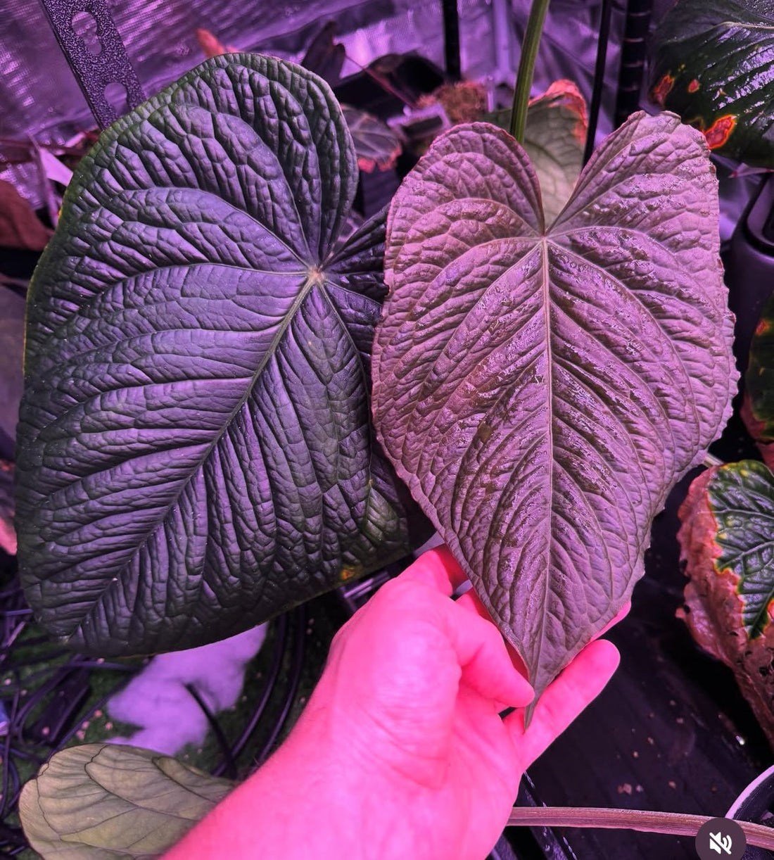 ((Dress x Carla) x splendidum) x antolakii RA1 germinated seeds-Granthuriums