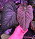 ((Dress x Carla) x splendidum) x antolakii RA1 germinated seeds-Granthuriums