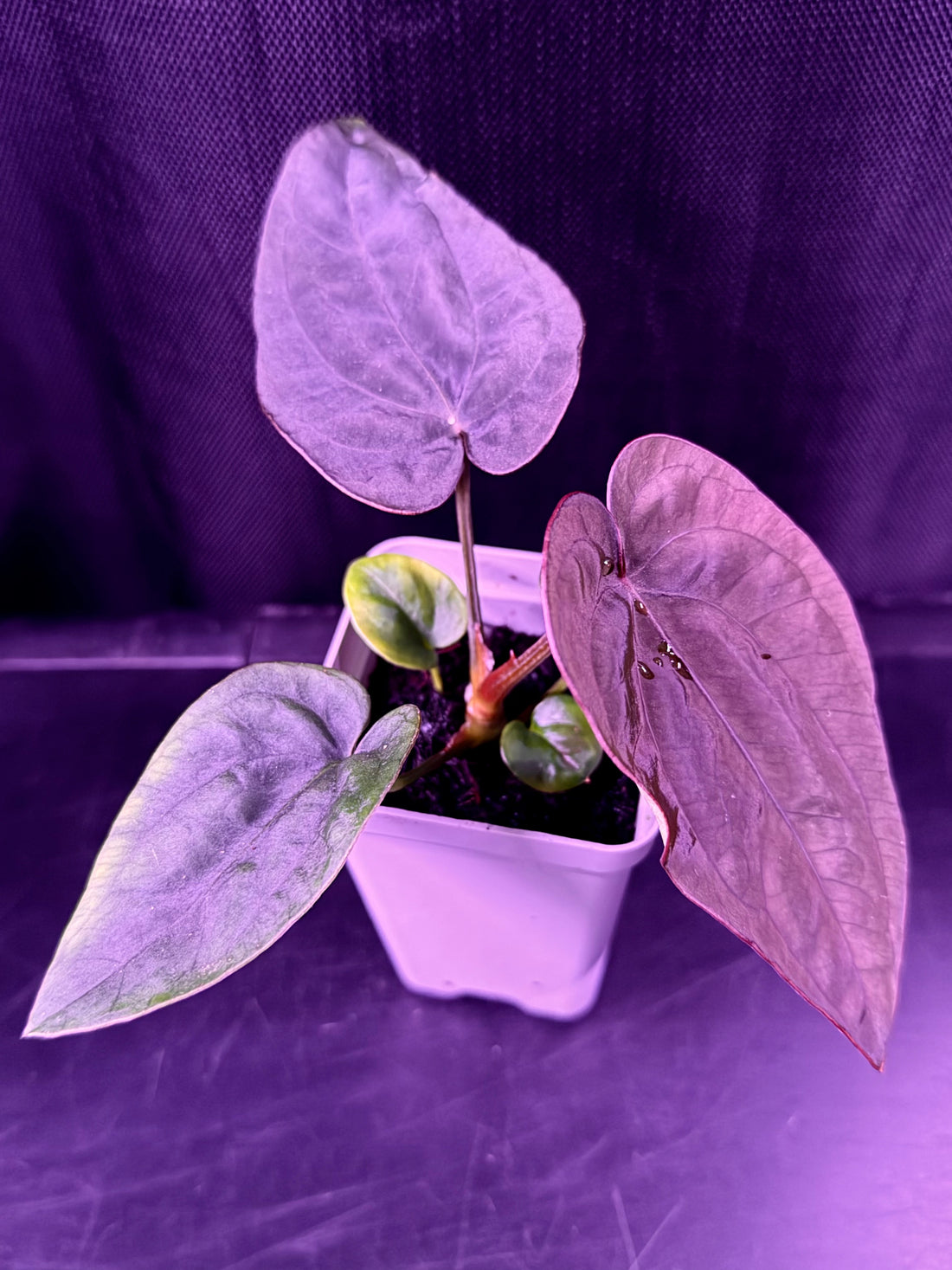 ク*ン様 anthurium　dressleri　darkcroat　ドレスレリ Anthurium dressleri Plants | Granthuriums