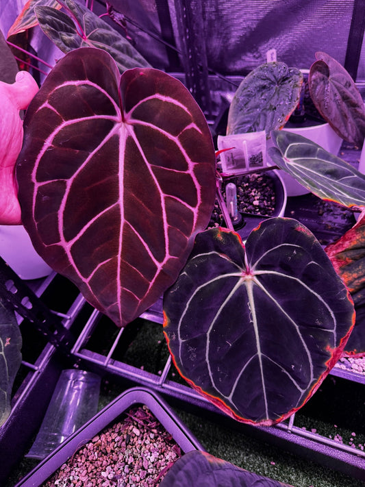 Flowering sized carla x self Fell origin - Granthuriums