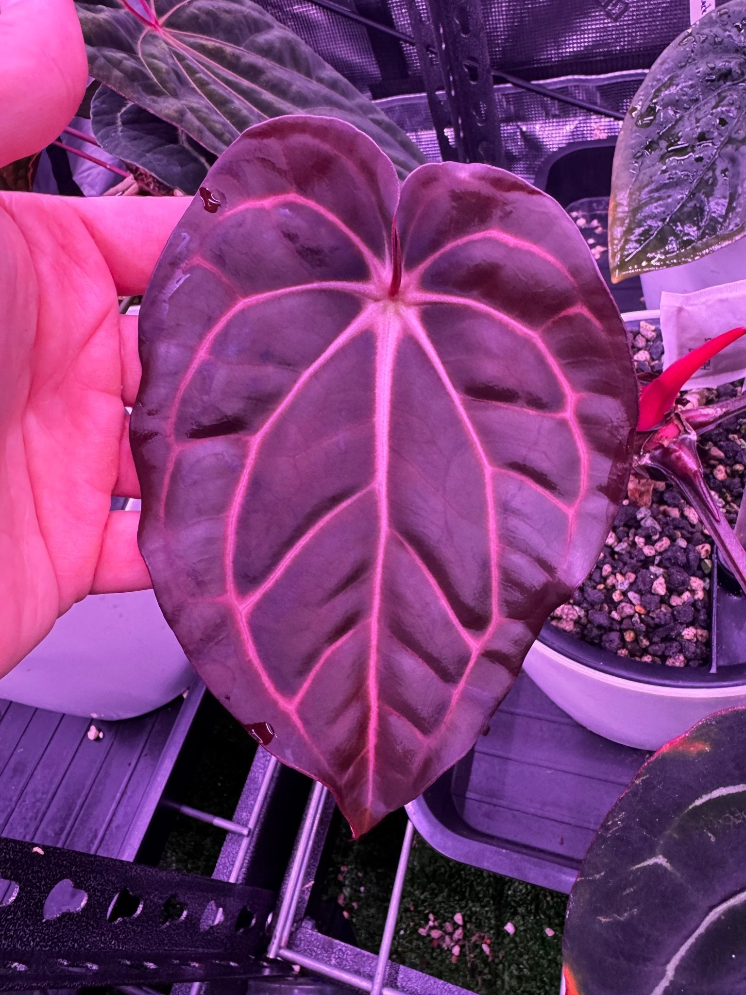 Flowering sized carla x self Fell origin - Granthuriums