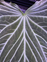 FTG crystallinum S2 1—Exact Prop - Granthuriums